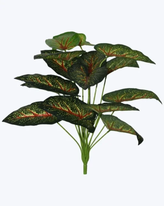 CALADIUM ROJO