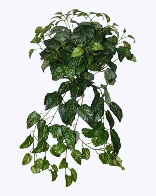 FOLLAJE COLGANTE EPAZOTE