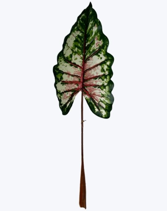 GRANDE ALCATRAZ CALADIUM ROSA