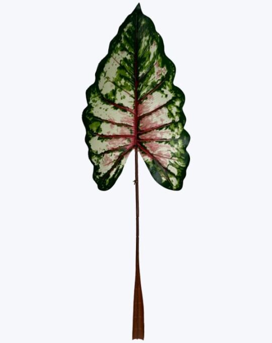 MED ALCATRAZ CALADIUM ROSA