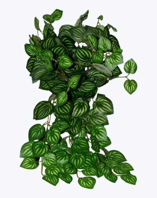 FOLLAJE COLGANTE SANDIA