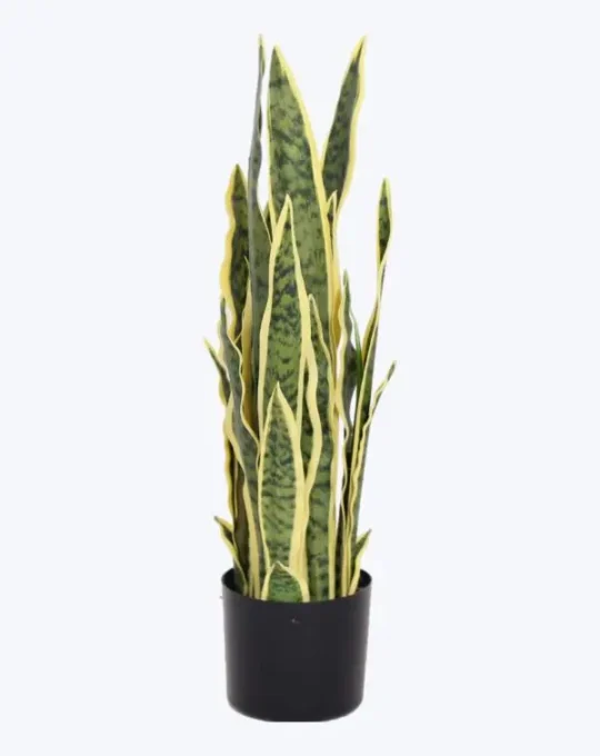 SANSEVIERIA