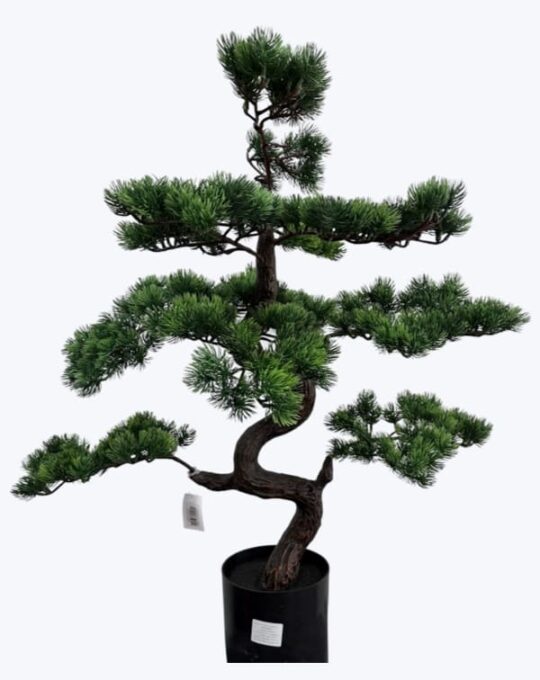 ÁRBOL DE BONSAI