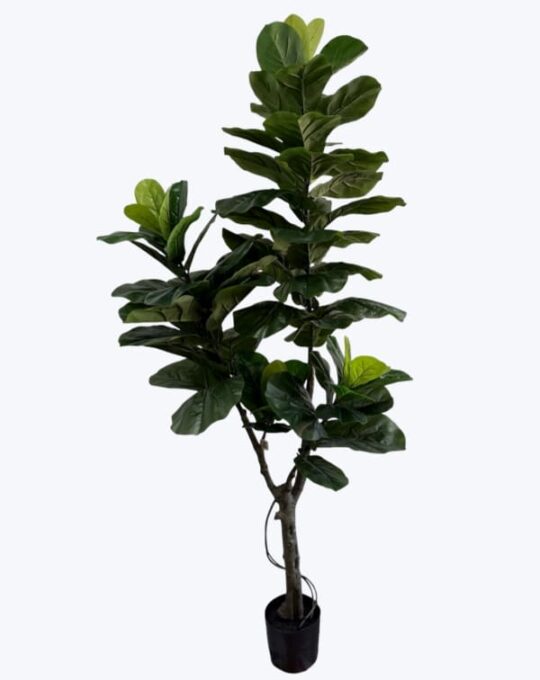 PLANTA DE MAGNOLIA