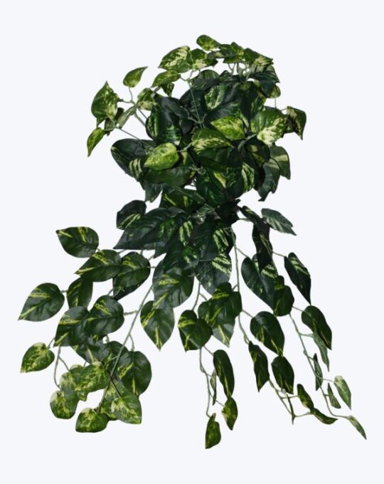 FOLLAJE COLGANTE TELEFONO